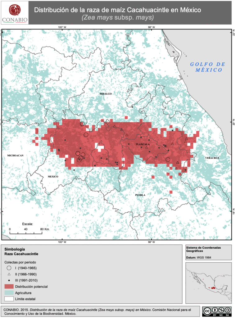 Captura-de-pantalla-2025-09-07-a-las-15.24.14-757x1024 Elote cacahuacintle: el tesoro culinario detrás del pozole tradicional