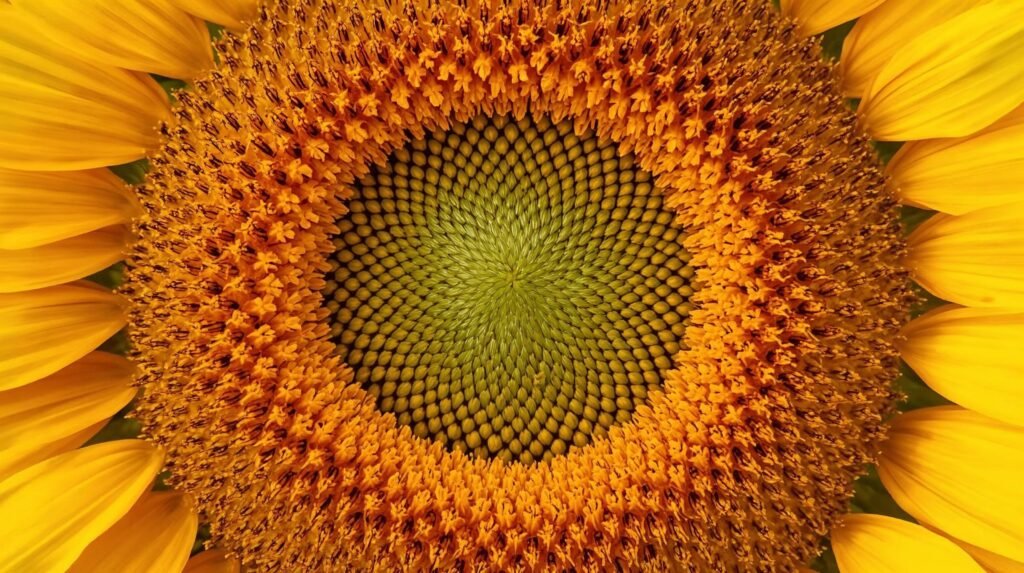 Girasoles-flor-unica-el-girasol-es-un-conjunto-de-mini-flores-fertiles-y-esteriles-ordenadas-con-precision-matematica.-2-1024x573 SSP Puebla registra 360 solicitudes de Acompañamiento Bancario en 2025