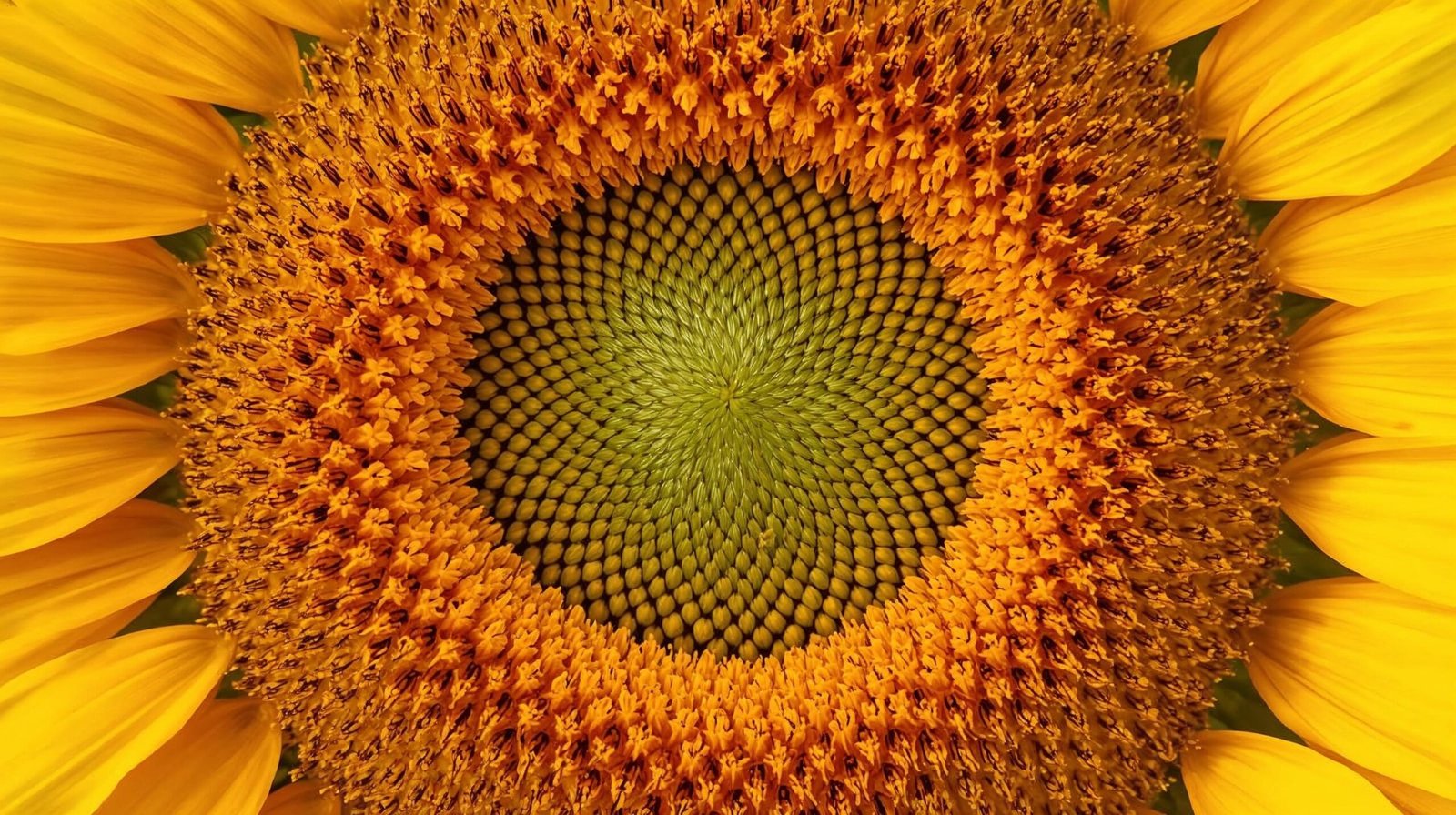 girasol-no-es-una-sola-flor-inflorescencia-fibonacci