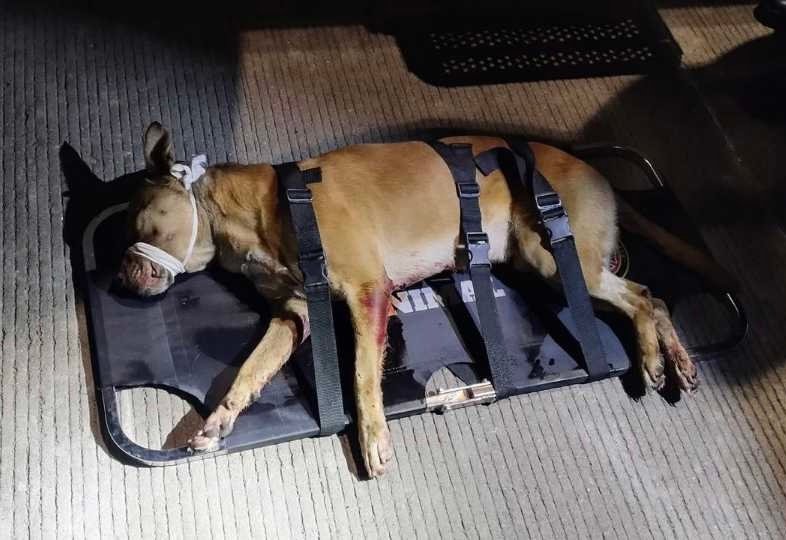 IMG_7812 Super Bowl 2025: Roger Goodell no descarta a Taylor Swift en el show