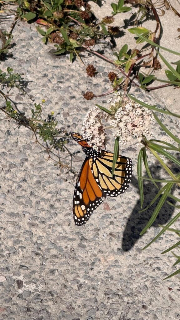 WhatsApp-Image-2025-09-25-at-23.13.30-2-576x1024 Migración de la Mariposa Monarca: del norte de América a los bosques mexicanos