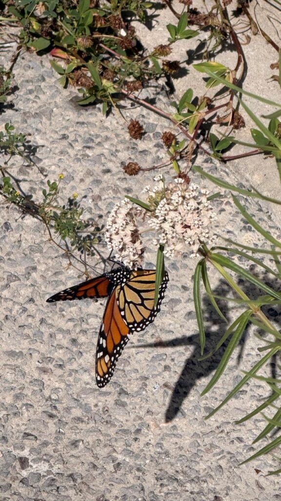WhatsApp-Image-2025-09-25-at-23.13.30-576x1024 Migración de la Mariposa Monarca: del norte de América a los bosques mexicanos