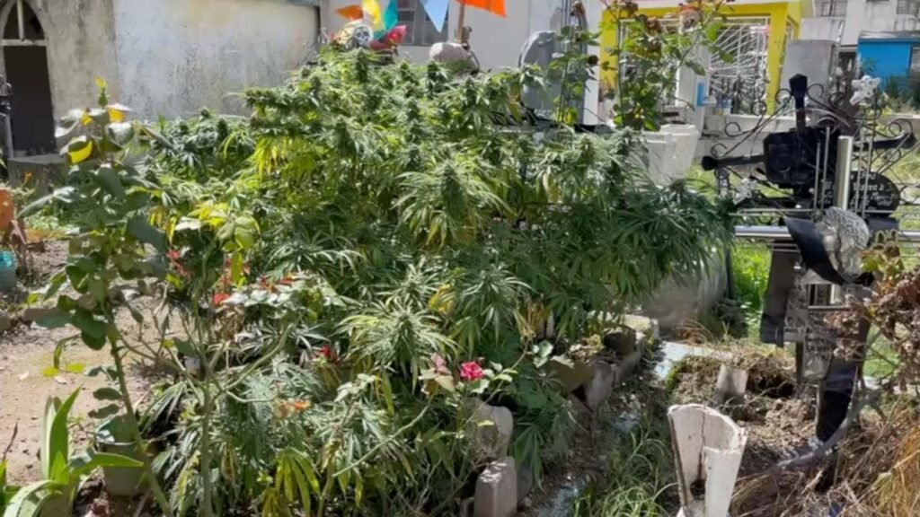 plantio-1024x576 Hallan plantío de marihuana en tumba del panteón de Guadalupe Hidalgo