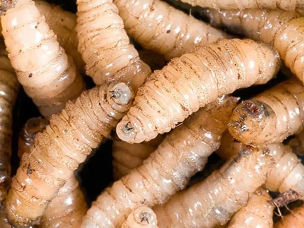 gusano-1024x768 Puebla registra 17 casos de gusano barrenador; descartan alerta sanitaria